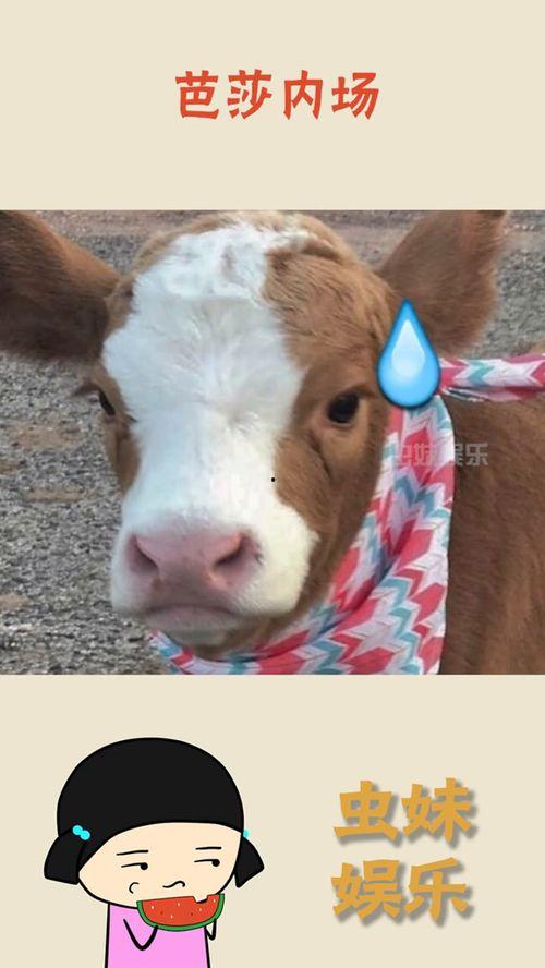 娱乐吃瓜酱的视频,揭秘娱乐圈幕后故事，带你领略明星真实生活